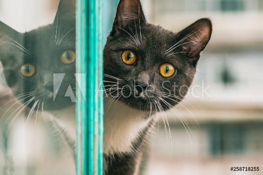 Bild på Yellow-eyed cat portrait with reflection